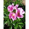 Rosa rugosa pink flowers