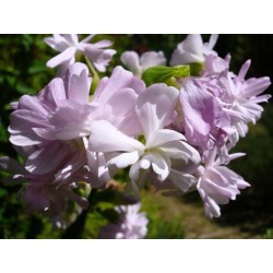 Saponaria officinalis var. Rosea plenna - Soapwort