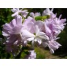 Saponaria officinalis var. Rosea plena - Saponaire officinale d'ornement