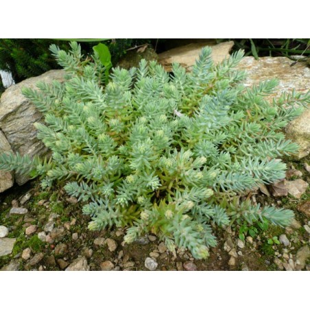 Sedum rupestre var. Glaucum - Sedum reflexum - Orpin bleu