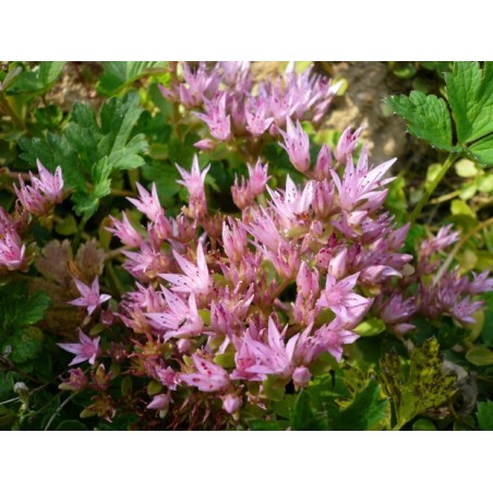 Sedum spurium - Pink Caucasian Stonecrop