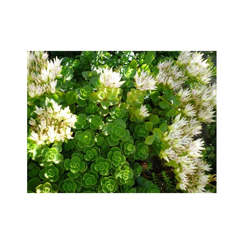 Sedum spurium var. Album - Orpin bâtard blanc