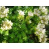 Sedum spurium var. Album - Orpin bâtard blanc