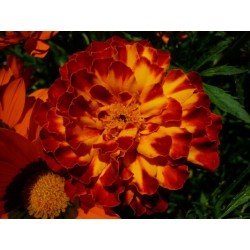 Tagetes patula - Marigold - Seeds
