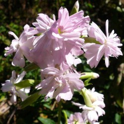 Flowers of Saponaria officinalis var. Rosea plenna