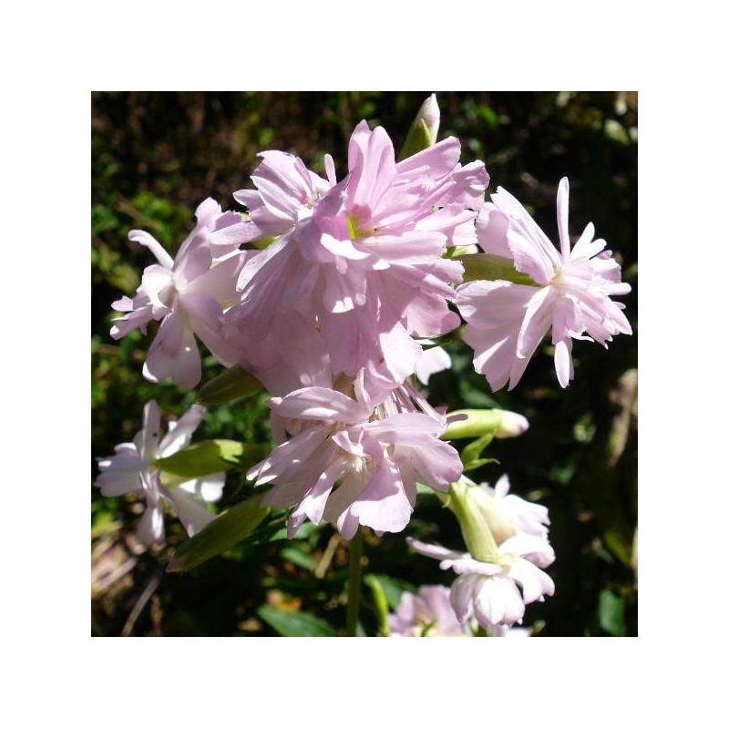 Fleurs de Saponaria officinalis var. Rosea plena