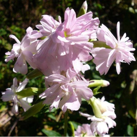 Fleurs de Saponaria officinalis var. Rosea plena