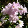 Fleurs de Saponaria officinalis var. Rosea plena