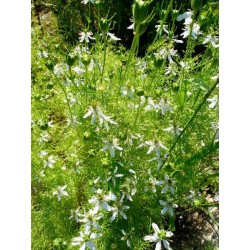 Nigella sativa en fleur