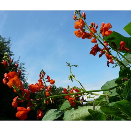 Phaseolus coccineus var. Scarlet Emperor - Haricot d'Espagne - Runner Bean