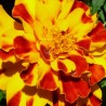 Tagetes patula - French Marigold