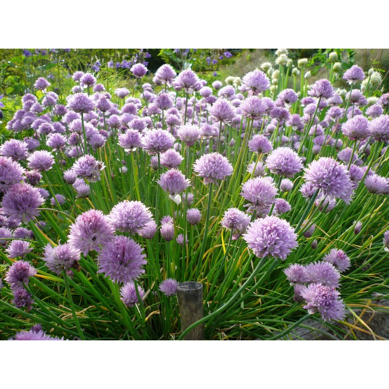 Allium schoenoprasum - Chives blooming