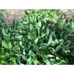 Rumex acetosella - Sheeps Sorrel - Plant