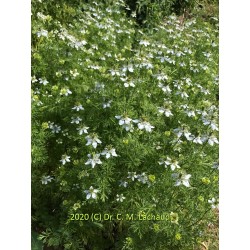 Nigelle aromatique en fleur