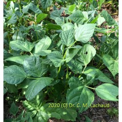 Phaseolus vulgaris var. Starazagorsky - Yin Yang Dry Shelling Bean
