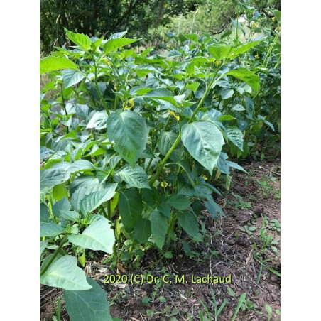 Physalis ixocarpa - Tomatillo is delicious cooked