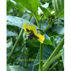 Floraison du Physalis ixocarpa