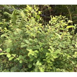 Salix cinerea - Saule cendré - Plant