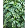 Persicaria tinctoria - Japanese Indigo - Seed