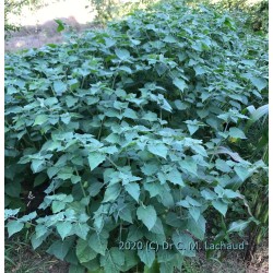 Physalis peruviana Végétation du Coqueret du Pérou