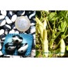 Phaseolus vulgaris var. Starazagorsky - Yin Yang Bean