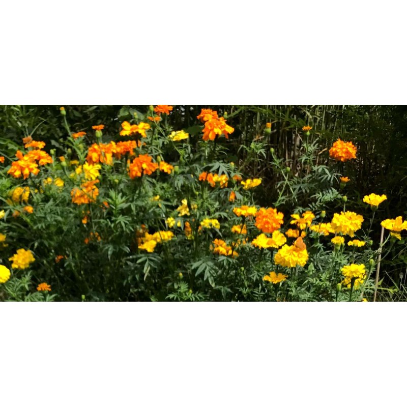 Tagetes patula - Marigold - Seeds