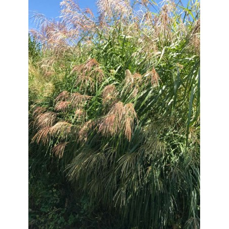 Miscanthus sinensis - Silver Grass - Eulalia