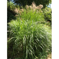 Silver Grass is a beautiful ornamental grass