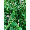 Persicaria tinctoria Maruba - Japanese Indigo Maruba - Tadeai - Seed