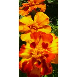 Marigold flowers