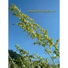 Artemisia absinthium inflorescence