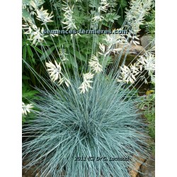 Festuca glauca en fleur