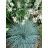 Festuca glauca - Blue Fescue - Plant