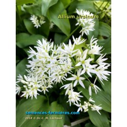 Allium ursinum - Ail des Ours - Graines