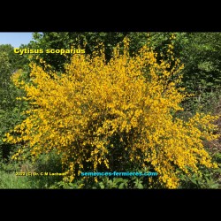 Cytisus scoparius - Broom - Plant