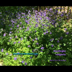 Aquilegia vulgaris - Wild Columbine - Plant