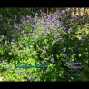 Aquilegia vulgaris - Ancolie botanique en fleur