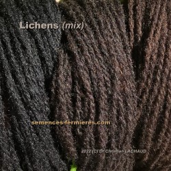 Bruns Très Solides & Très Foncés avec les Lichens