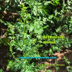 Artemisia annua - Armoise Commune - Armoise Annuelle