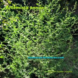 Artemisia annua - Sweet Sagewort - Annual Mugwort - Seeds