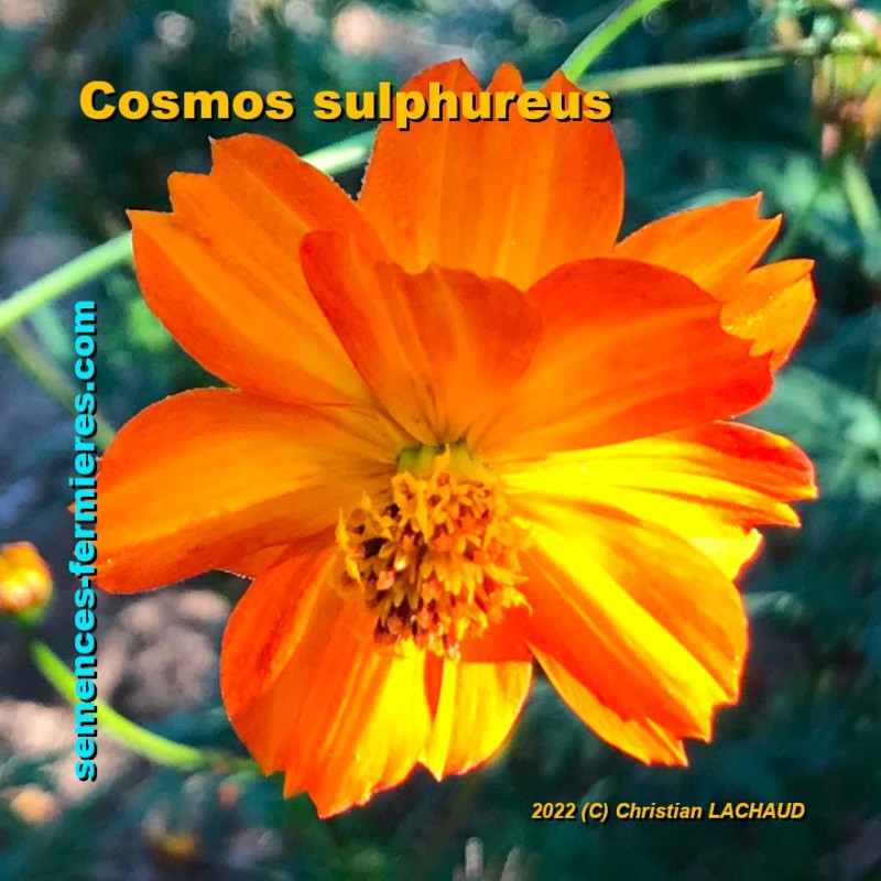 Cosmos sulphureus - Sulfur Cosmos - Yellow Cosmos - Mexican Cosmos - Seeds