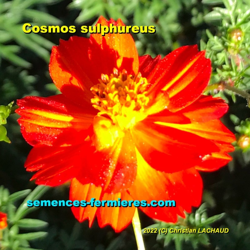 Cosmos sulphureus - Cosmos Sulfureux ou Cosmos Mexicain