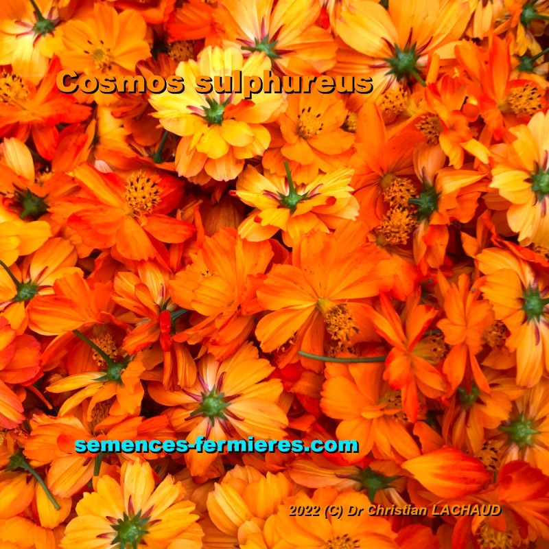 Cosmos sulphureus - Sulfur Cosmos - Yellow Cosmos - Mexican Cosmos - Seeds