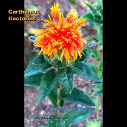 Carthamus tinctorius - Safflower