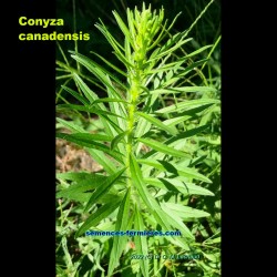 Conyza canadensis -...