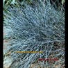 Touffe de feuillage bleu de Festuca glauca