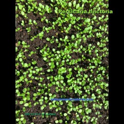 Persicaria tinctoria Maruba - Japanese Indigo Maruba - Tadeai - Seed