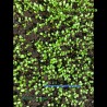 Persicaria tinctoria Senbon - Japanese Indigo Senbon - Tadeai - Seed