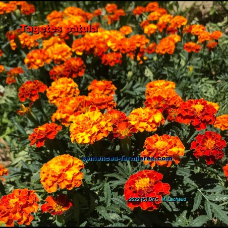 Tagetes patula - Marigold