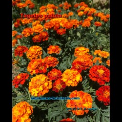 Marigold: A Carpet of Flowers until the Frost